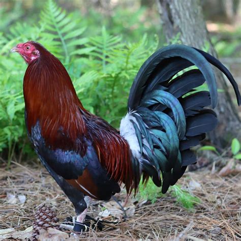 gamefowl bloodlines|TOP 10 GAMEFOWL BLOODLINES .